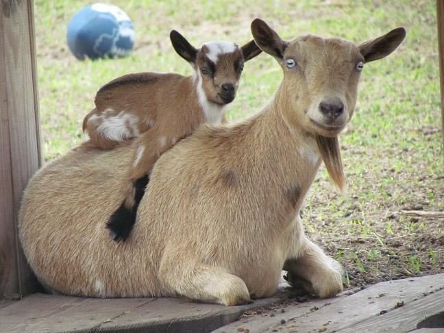 Wild Rue Dairy Goats