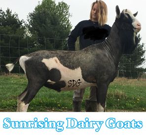 Sunrising Dairy Goats