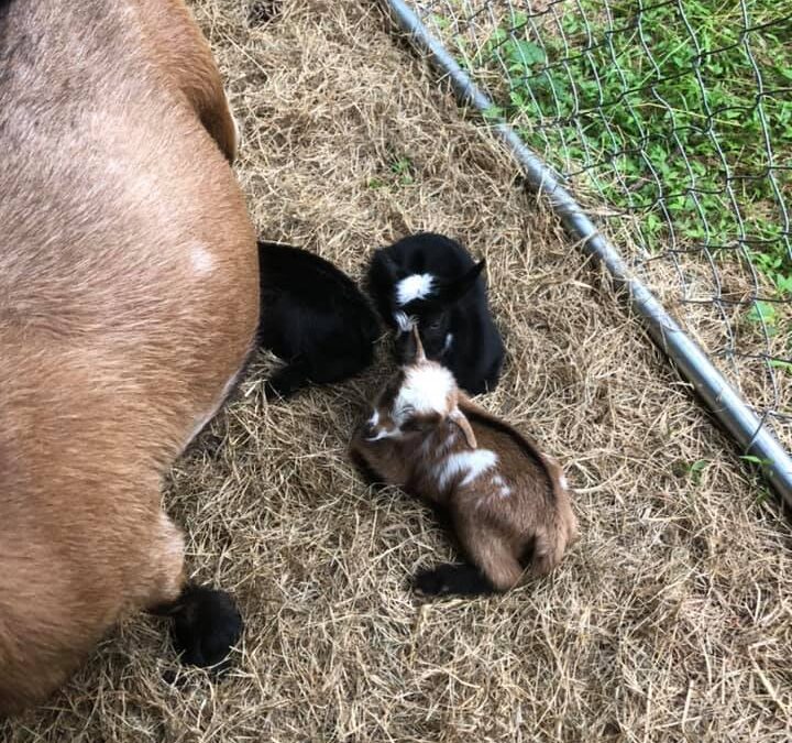 Big Muddy Farm