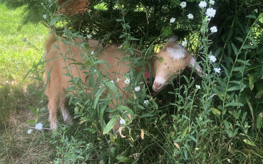 JNT Farms-Country Goats