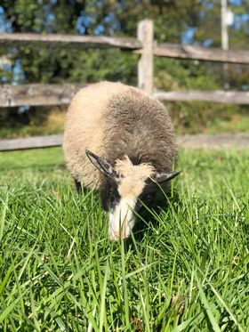 JRF Shearing and Sheep Co.