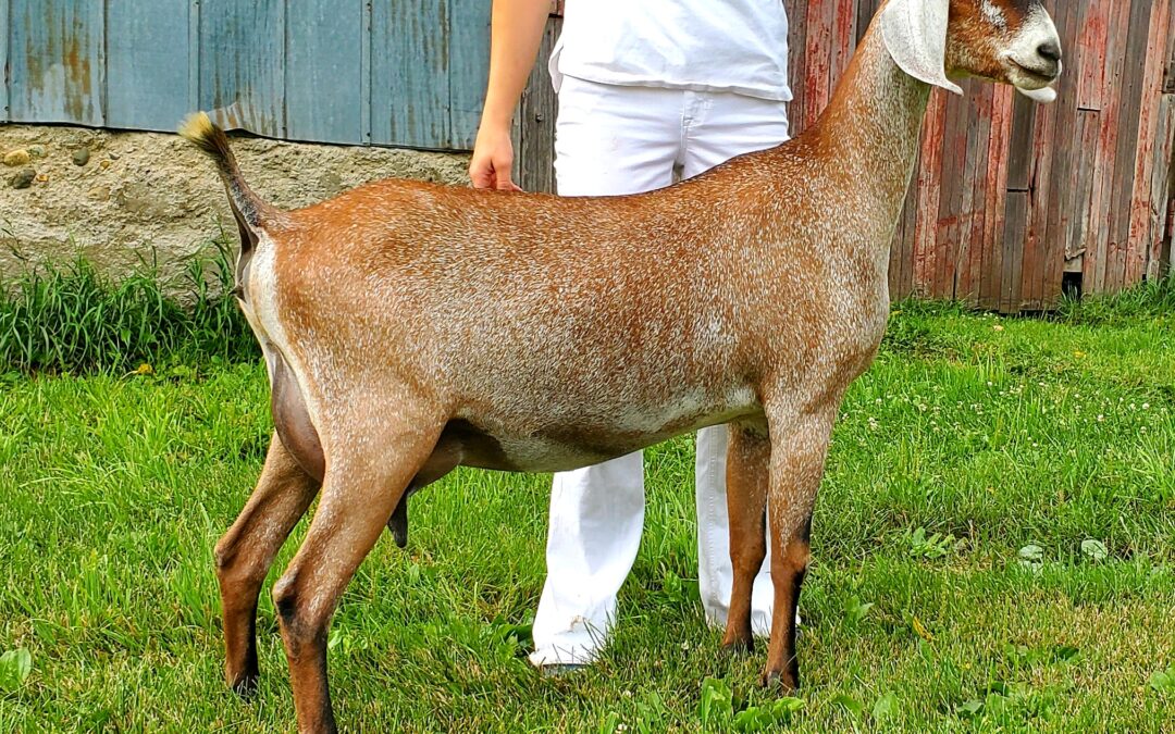 Fernweh Dairy Goats