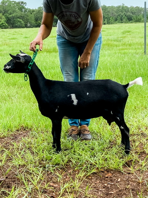 Arbuckle Creek Farms