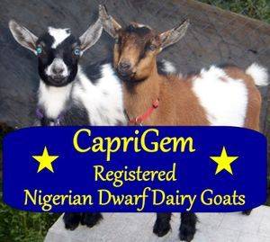 Caprigem Registered Nigerian Dwarf Dairy Goats