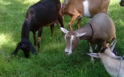 Bluff Top Dairy Goats