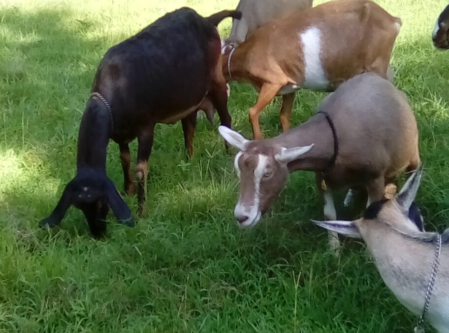 Bluff Top Dairy Goats