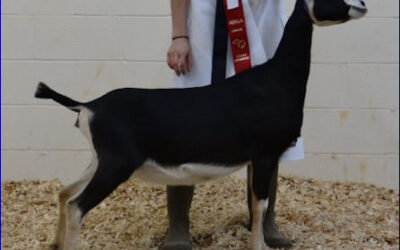 Caelum Parvum Dairy Goats