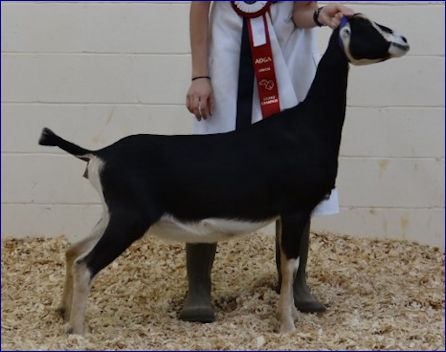 Caelum Parvum Dairy Goats